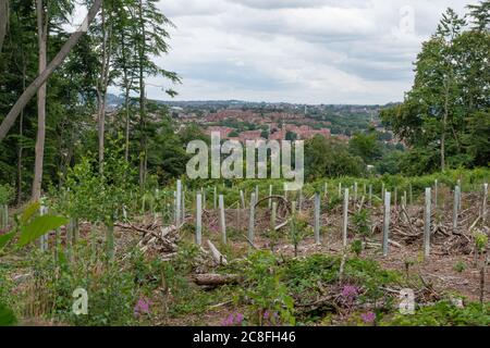 Kürzlich gepflanzte Bäume in gefällter Fläche. Ridge Hill Wood in der Nähe von Kingswinford. GROSSBRITANNIEN Stockfoto