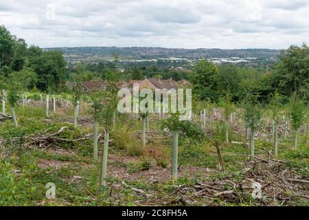 Kürzlich gepflanzte Bäume in gefällter Fläche. Ridge Hill Wood in der Nähe von Kingswinford. GROSSBRITANNIEN Stockfoto