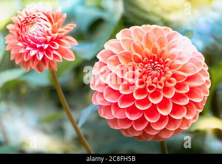 Dahlia, Dahlia 'Pom Pom', Nahaufnahme von rosa gefärbten Blüten mit Kugelform und Blütenmuster.