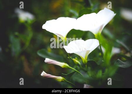 Macro Birke Bindenweed Blumen wachsen im Garten Stockfoto