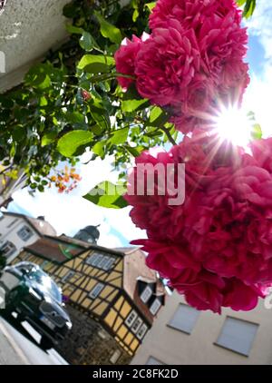 Steinfurth, Deutschland. Juli 2020. Die Sonne bricht in Rosenblüten auf, die am Rande einer Straße von Steinfurth bei Bad Nauheim blühen. Das Dorf in der Wetterau ist das älteste Rosendorf Deutschlands. 1868 wurden hier erstmals Rosen professionell angebaut. Quelle: Arne Dedert/dpa/Alamy Live News Stockfoto