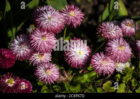 Bellis perennis Pomponette Bicolor Gänseblümchen wächst in einem Blumenbeet. Stockfoto