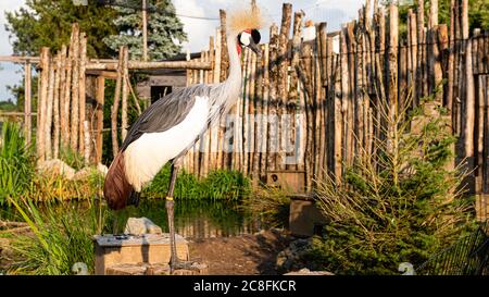 GEKRÖNTER KRANICHVOGEL IN EINEM FRANZÖSISCHEN ZOO;JUNI-2020-FRANKREICH Stockfoto