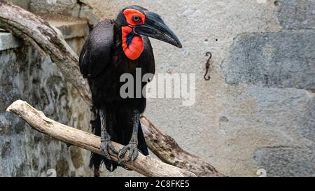 Gehockter Hornvogel in einem französischen Zoo.JUNI-2020-FRANKREICH Stockfoto