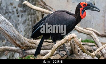 Gehockter Hornvogel in einem französischen Zoo.JUNI-2020-FRANKREICH Stockfoto