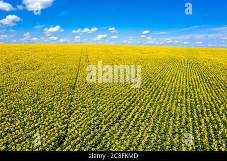 Erstaunliche große Sonnenblumen Feld sonnigen Himmel Luftbild. Stockfoto