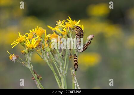 Zinnober Moth (Tyria Jacobaeae) Stockfoto