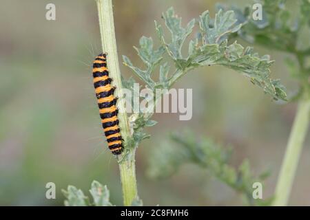 Zinnober Moth (Tyria Jacobaeae) Stockfoto