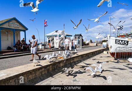 Brighton UK 24. Juli 2020 - Massen und Möwen strömen nach Brighton Strand mit Temperaturen prognostiziert, um 25 Grad in einigen Teilen des Südostens heute erreichen : Credit Simon Dack / Alamy Live News Stockfoto