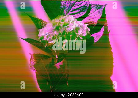 Hortensien Blumen auf grau mit digitalem Glitch-Effekt - rgb Shift, Scheiben. Bildschirmfehler. Stockfoto