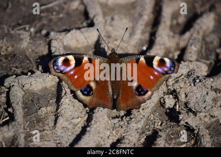 pfauenschmetterling, der auf Schlamm ruht Stockfoto