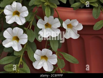 Weiße Calibrachoa Million Glocken Stockfoto