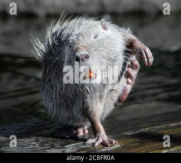 Nahaufnahme von Nutria. Sehr lustiges Porträt. Posiert Nutria kratzenden Bauch. Zoo Tiere Stockfoto