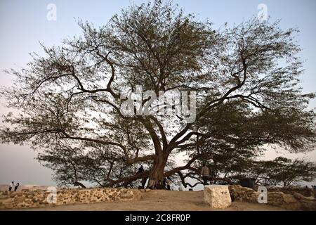 Besuch von Baum des Lebens Stockfoto