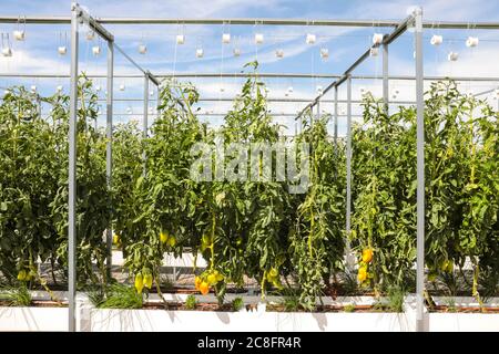 DIE GRÖSSTE STÄDTISCHE FARM DER WELT KOMMT AUF EIN PARISER DACH Stockfoto