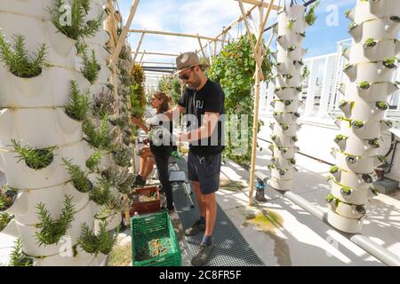 DIE GRÖSSTE STÄDTISCHE FARM DER WELT KOMMT AUF EIN PARISER DACH Stockfoto