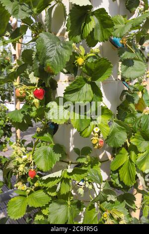 DIE GRÖSSTE STÄDTISCHE FARM DER WELT KOMMT AUF EIN PARISER DACH Stockfoto