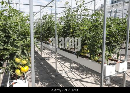 DIE GRÖSSTE STÄDTISCHE FARM DER WELT KOMMT AUF EIN PARISER DACH Stockfoto