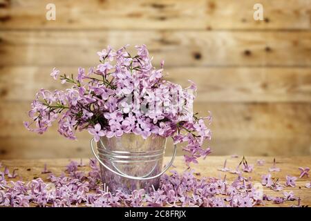 Fliederblüte im Zinneimer gegen Holzbohlen Stockfoto