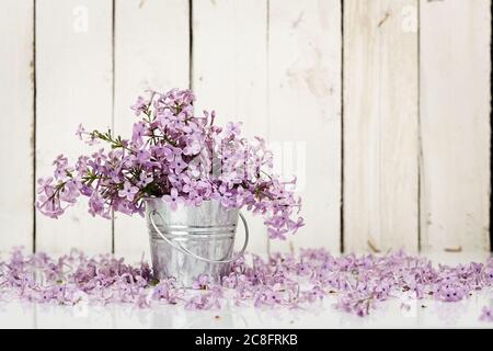 Flieder blüht im Zinneimer gegen Holzbohlen Stockfoto