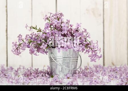 Fliederblüte im Zinneimer gegen Holzbohlen Stockfoto