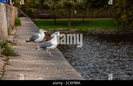 Zwei junge Heringsmöwen (Larus argentatus) sitzen auf einem Vorsprung und warten darauf, dass Nahrung erscheint. Stockfoto