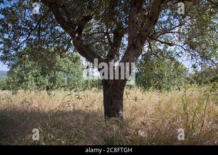 Geographie / Reisen, Italien, Sardinien, Chia, Baia Chia, Torre di Chia, Costa del Sud, Additional-Rights-Clearance-Info-not-available Stockfoto