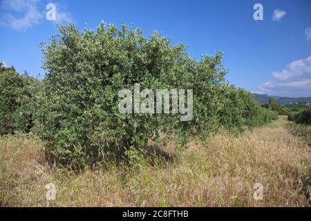 Geographie / Reisen, Italien, Sardinien, Chia, Baia Chia, Torre di Chia, Costa del Sud, Additional-Rights-Clearance-Info-not-available Stockfoto