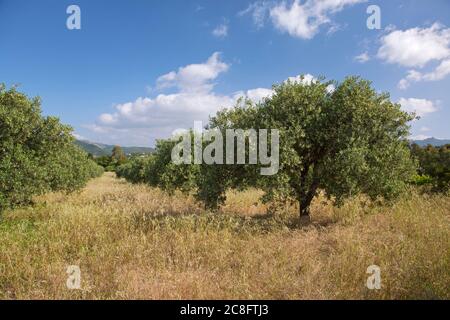 Geographie / Reisen, Italien, Sardinien, Chia, Baia Chia, Torre di Chia, Costa del Sud, Additional-Rights-Clearance-Info-not-available Stockfoto