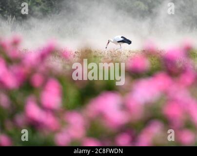 Steinfurth, Deutschland. Juli 2020. Hinter einem Rosenbett in der Nähe des Rosendorfes Steinfurth sucht ein Weißstorch auf einem frisch gepflügten Feld nach Nahrung. Das Dorf in der Wetterau ist das älteste Rosendorf Deutschlands. 1868 wurden hier erstmals Rosen professionell angebaut. Quelle: Arne Dedert/dpa/Alamy Live News Stockfoto