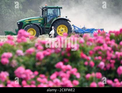 Steinfurth, Deutschland. Juli 2020. Hinter einem Rosenbett in der Nähe des Rosendorfes Steinfurth sucht ein Weißstorch auf einem frisch gepflügten Feld nach Nahrung. Das Dorf in der Wetterau ist das älteste Rosendorf Deutschlands. 1868 wurden hier erstmals Rosen professionell angebaut. Quelle: Arne Dedert/dpa/Alamy Live News Stockfoto