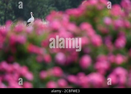 Steinfurth, Deutschland. Juli 2020. Hinter einem Rosenbett in der Nähe des Rosendorfes Steinfurth sucht ein Weißstorch auf einem frisch gepflügten Feld nach Nahrung. Das Dorf in der Wetterau ist das älteste Rosendorf Deutschlands. 1868 wurden hier erstmals Rosen professionell angebaut. Quelle: Arne Dedert/dpa/Alamy Live News Stockfoto