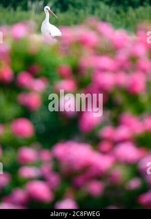 Steinfurth, Deutschland. Juli 2020. Hinter einem Rosenbett in der Nähe des Rosendorfes Steinfurth sucht ein Weißstorch auf einem frisch gepflügten Feld nach Nahrung. Das Dorf in der Wetterau ist das älteste Rosendorf Deutschlands. 1868 wurden hier erstmals Rosen professionell angebaut. Quelle: Arne Dedert/dpa/Alamy Live News Stockfoto