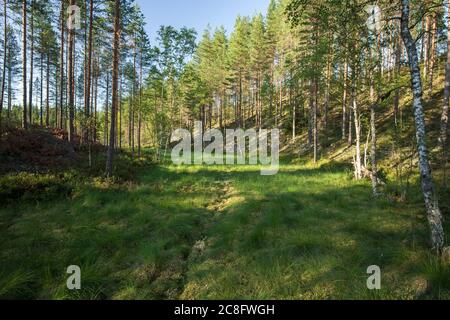 Europäischer Elch (Alces Alces) Trail im sumpfigen Moorgebiet zwischen zwei Hügeln im Sommer, Finnland Stockfoto