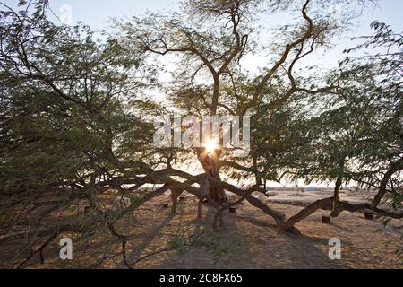 Baum des Lebens Stockfoto