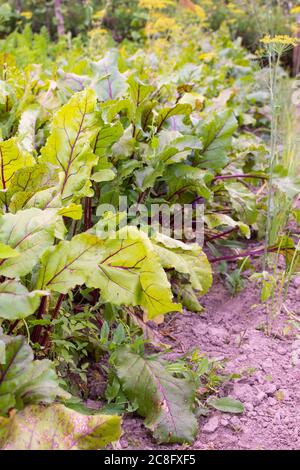 Garten Betten von Rote Beete, frische junge Gemüse aus dem Garten Stockfoto