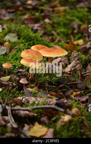 Pilze im Herbstwald nur Rechte für Großbritannien und Irland verfügbar. Wenden Sie sich an das Büro, um weitere Rechte freizusprechen. Stockfoto