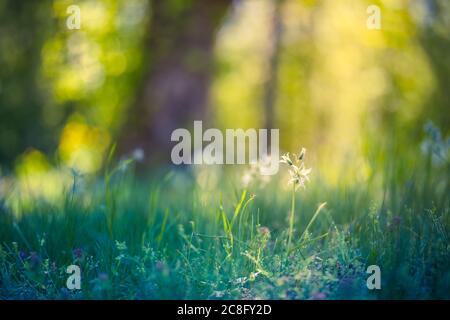 Frühling Natur Nahaufnahme. Wunderschöne Sommerlandschaft im Frühling. Grünes Gras und Bäume Sonnenuntergang Sonnenlicht mit verschwommenen natürlichen. Stockfoto