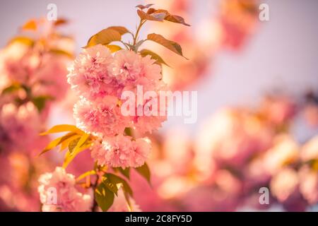 Flieder Frühling Blumen Bündel violett Kunst Design Hintergrund. Blühende violette Flieder blüht im Garten. Stockfoto