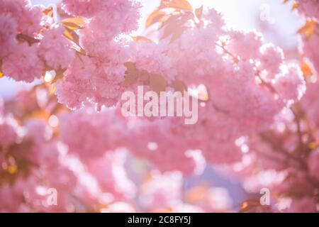 Flieder Frühling Blumen Bündel violett Kunst Design Hintergrund. Blühende violette Flieder blüht im Garten. Stockfoto