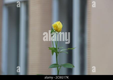 Eine gelbe Rose steht auf einem aufrechten Stamm in der Nähe von zwei kleinen Rosenknospen Stockfoto