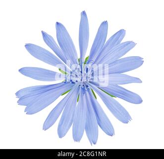 Zichorien Blume isoliert auf weißem Hintergrund mit Clipping Pfad. Stockfoto