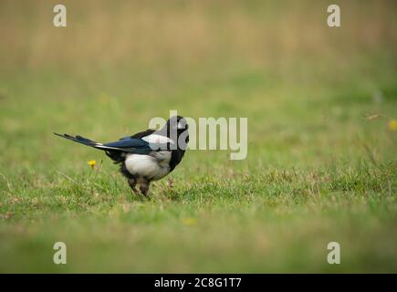 Eurasische Elster, Pica Pica, auf der Suche nach Nahrung auf rauer Weide, Sommer in Oxfordshire Stockfoto