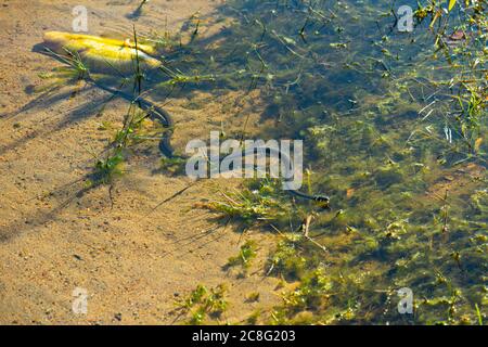 Grasnatter, Natrix natrix, schwimmend in einem sonnigen See. Stockfoto