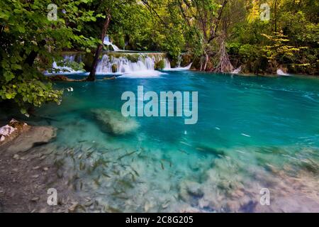 Geographie / Reisen, Kroatien, EINE Fischschule schwimmen im kristallklaren Wasser der Plitvicer Seen, No-Tourismus-Werbung-Nutzung Stockfoto