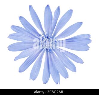 Gewöhnliche Zichorien Blume isoliert auf weißem Hintergrund mit Clipping Pfad. Cichorium intybus Stockfoto