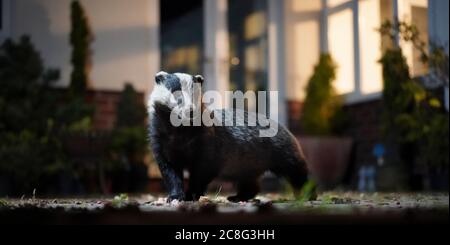 Nahaufnahme des wilden, britischen Dachs (Meles meles), der nachts die Terrasse eines städtischen Hintergartens besucht, im Rampenlicht gefangen. Stockfoto