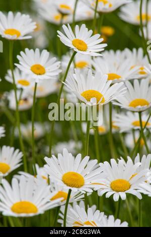 Nahaufnahme weiße Gänseblümchen im Frühjahr und Sommer, weiße Blütenblätter mit gelben Zentren. Stockfoto