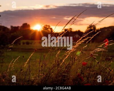 Sonnenuntergang Sonnenaufgang auf einem Getreidefeld auf der Insel Rügen mit einer Farm, Bäumen, Strohballen, roten Mohnblumen nach einem Gewitter Stockfoto