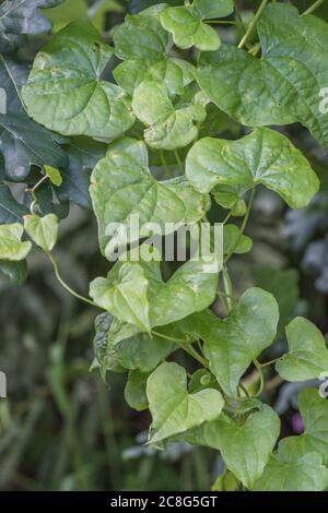 Nahaufnahme der Blätter von Black Bryony / Tamus communis in einer Hecke. Giftige Pflanze einmal als Heilpflanze in pflanzlichen Heilmitteln verwendet. Stockfoto